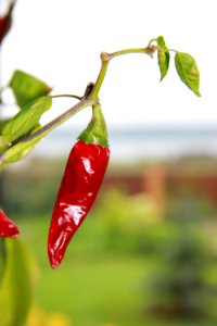 Birds Eye Chili, Chili Pepper, Malagueta Pepper, Tabasco Pepper