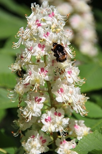 Chestnut flowering tree flower