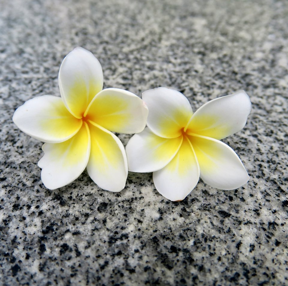 Flower, Flora, Plant, Petal
