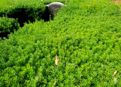Vegetation, Ecosystem, Grass, Plant