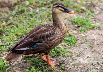 Bird, Duck, Mallard, Ducks Geese And Swans photo