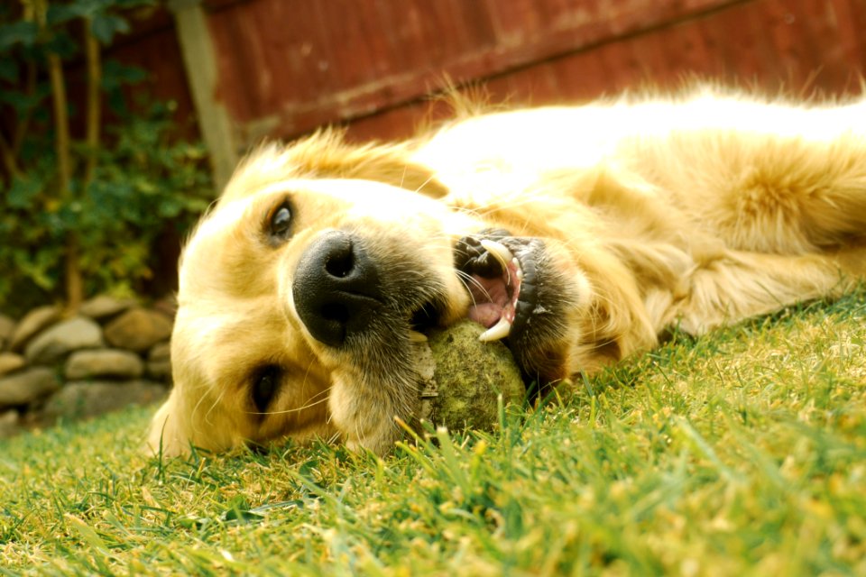 Dog, Dog Breed, Golden Retriever, Dog Breed Group