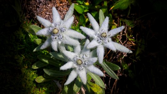 Flower, Plant, Edelweiss, Flora