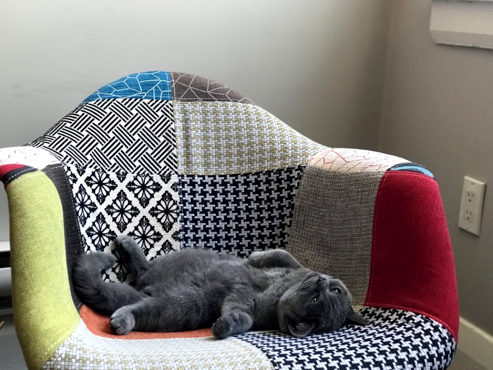 Mammal, Room, Bed, Textile