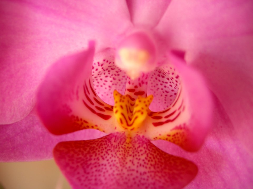Flower, Pink, Flora, Flowering Plant