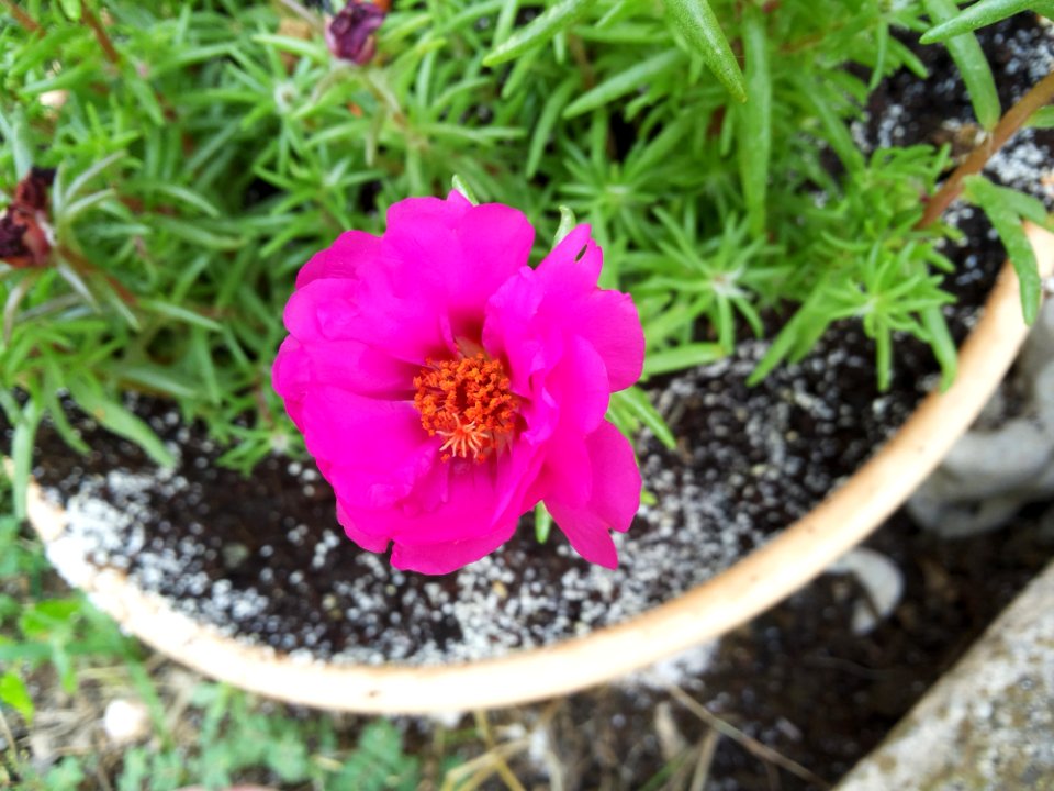 Flower, Plant, Flora, Flowering Plant