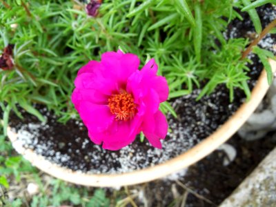 Flower, Plant, Flora, Flowering Plant