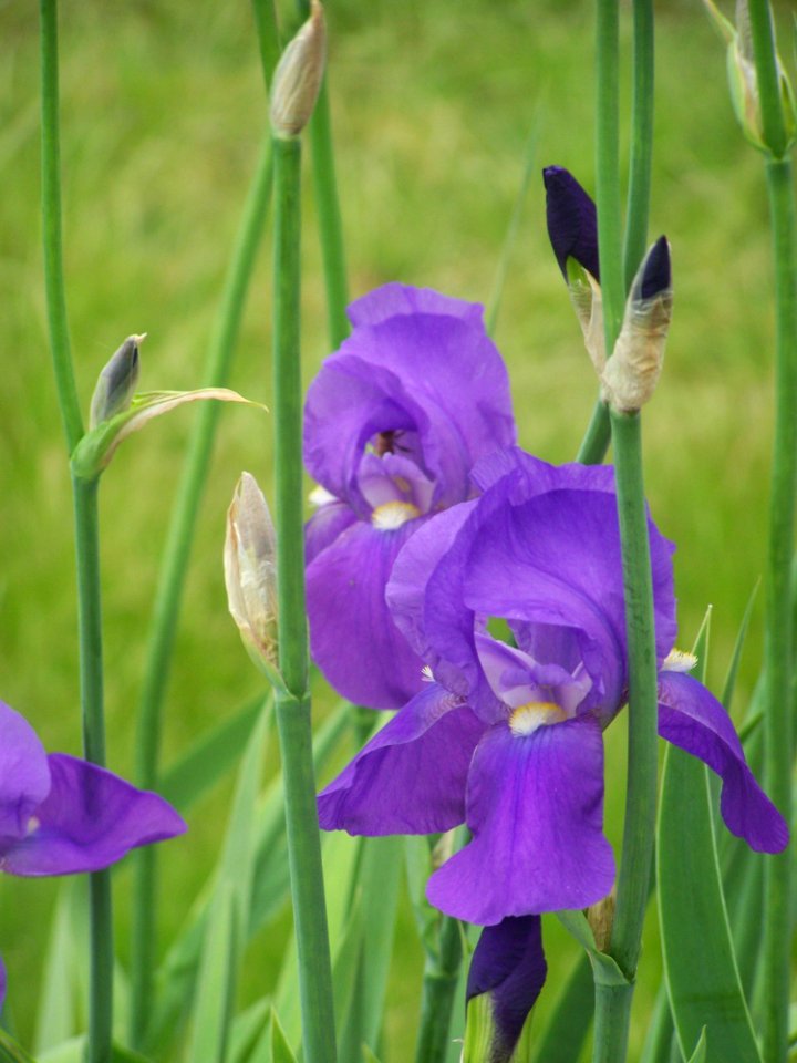 Flower, Plant, Flowering Plant, Flora