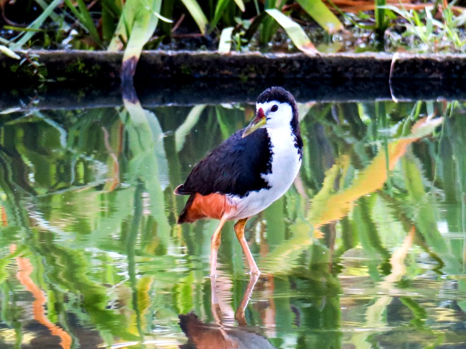 Bird, Beak, Fauna, Water photo