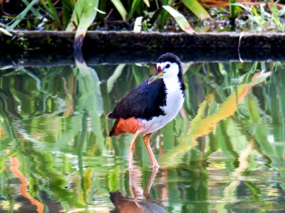 Bird, Beak, Fauna, Water photo