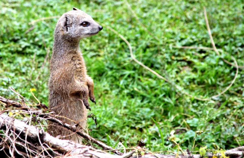 Meerkat, Fauna, Mammal, Terrestrial Animal