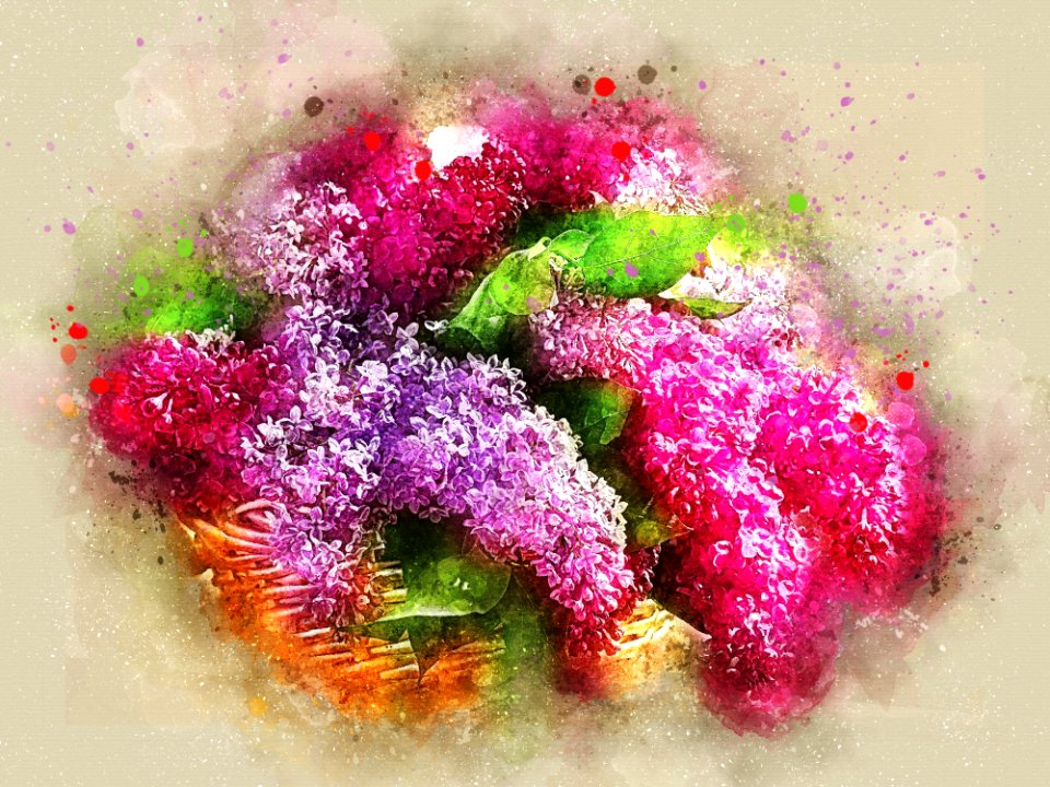 Pink, Flower, Lilac, Magenta