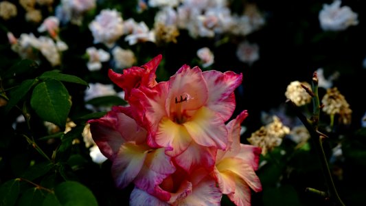 Flower, Plant, Pink, Flora