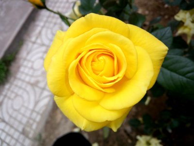 Flower, Rose, Yellow, Rose Family photo