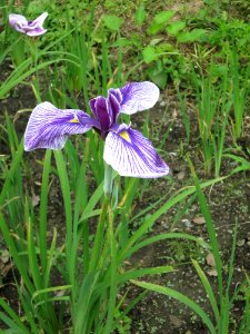 Flower, Plant, Flowering Plant, Iris Versicolor photo