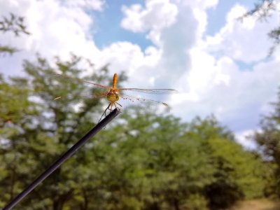 Sky, Dragonfly, Insect, Tree