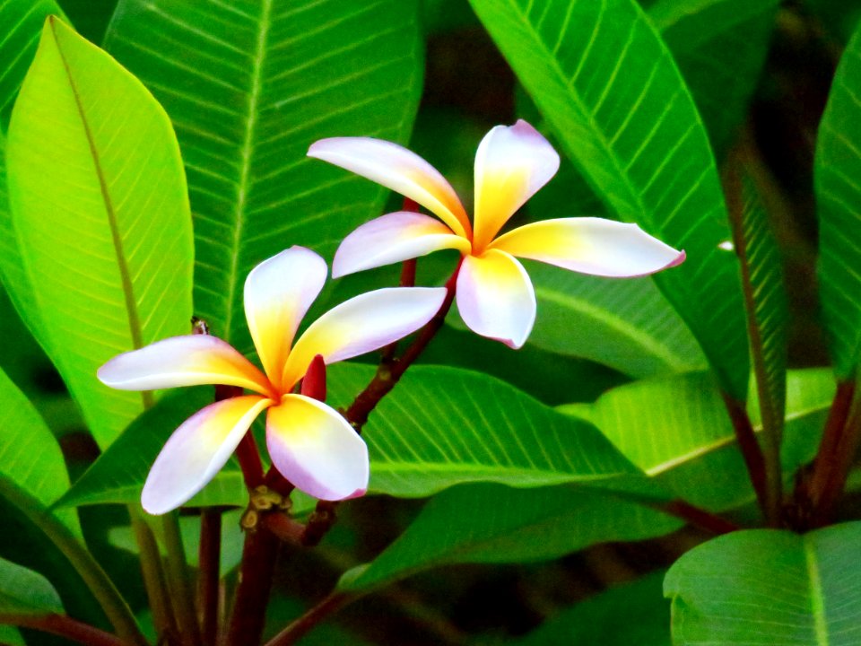 Plant, Flower, Flora, Vegetation