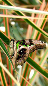 Insect, Moths And Butterflies, Butterfly, Invertebrate photo