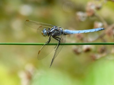 Dragonfly, Insect, Dragonflies And Damseflies, Invertebrate