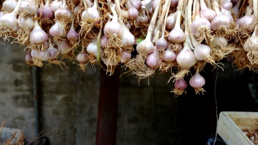 Garlic, Plant, Onion, Onion Genus
