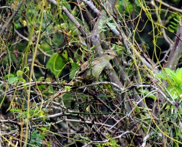 Plant, Flora, Vegetation, Branch