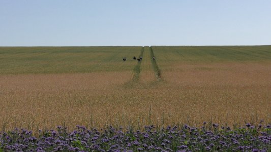Ecosystem, Field, Prairie, Crop photo