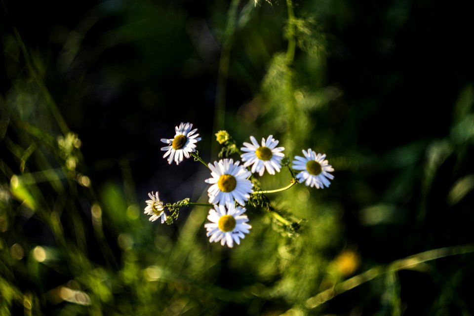 Flower, Flora, Plant, Spring