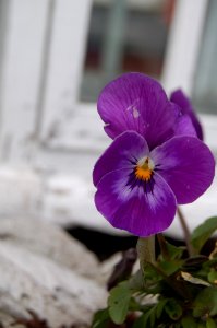 Flower, Plant, Purple, Pansy photo
