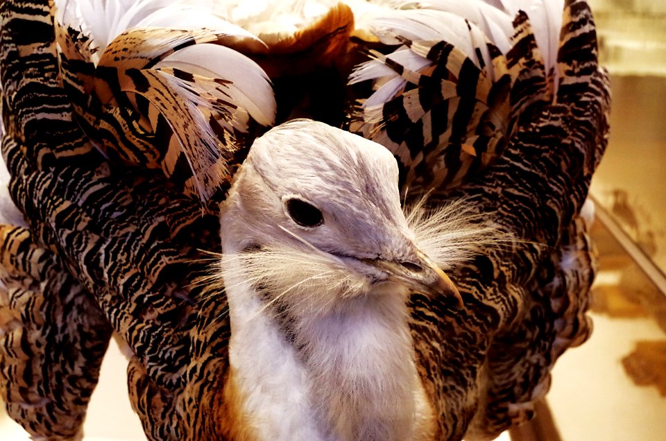 Beak, Fauna, Close Up, Feather