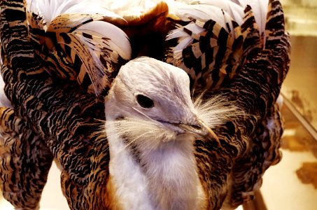 Beak, Fauna, Close Up, Feather photo