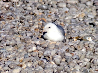 Bird, Fauna, Beak, Wildlife