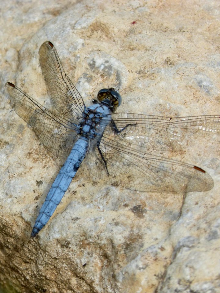 Dragonfly, Insect, Dragonflies And Damseflies, Fauna
