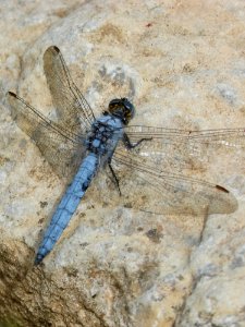 Dragonfly, Insect, Dragonflies And Damseflies, Fauna