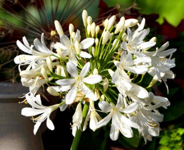 Flower, White, Plant, Flora