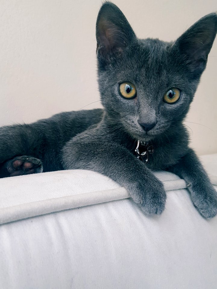Cat, Mammal, Small To Medium Sized Cats, Korat