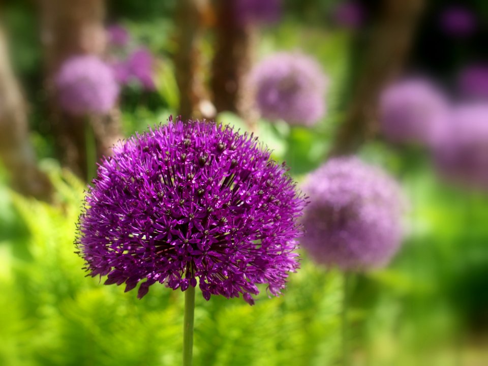 Plant, Purple, Flower, Flora