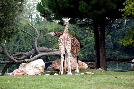 Giraffe, Wildlife, Terrestrial Animal, Giraffidae