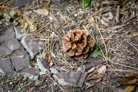 Plant, Tree, Conifer Cone, Pezizales photo