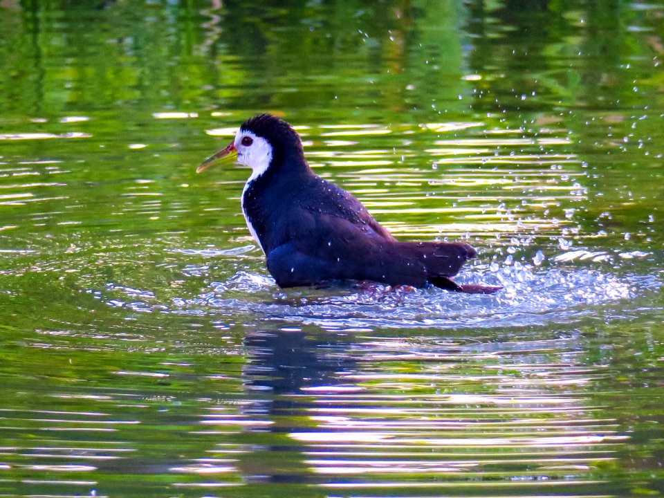 Bird, Water, Fauna, Beak