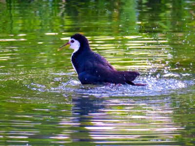 Bird, Water, Fauna, Beak