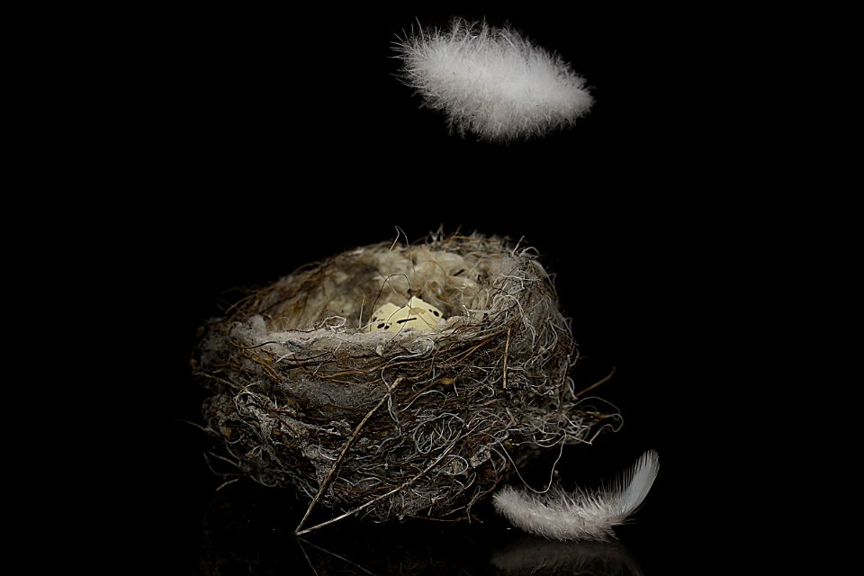 Bird Nest, Still Life Photography, Close Up, Darkness photo