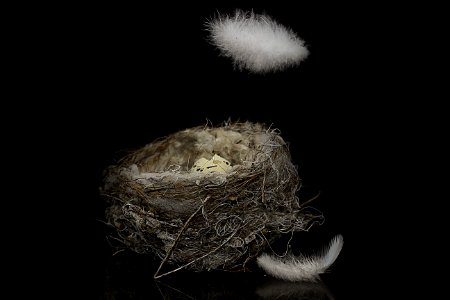 Bird Nest, Still Life Photography, Close Up, Darkness