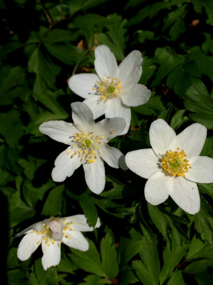 Flower, Plant, Flora, Anemone