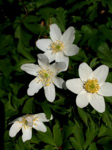 Flower, Plant, Flora, Anemone