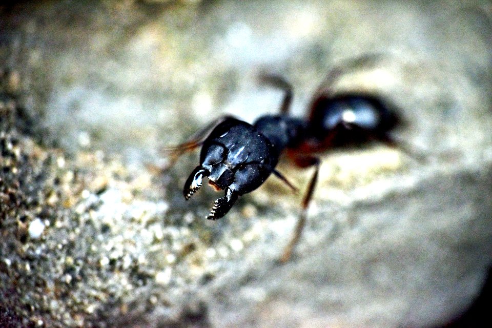 Insect, Invertebrate, Pest, Ant