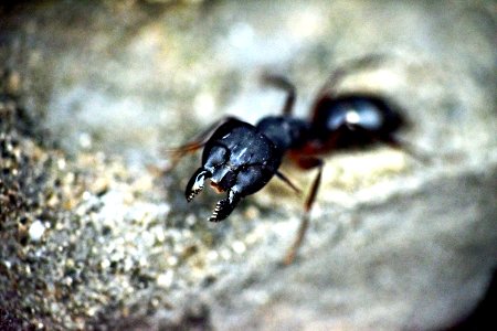 Insect, Invertebrate, Pest, Ant