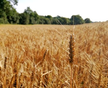 Wheat, Crop, Food Grain, Field photo