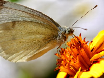 Butterfly, Moths And Butterflies, Insect, Brush Footed Butterfly