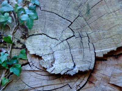Leaf, Wood, Tree, Plant