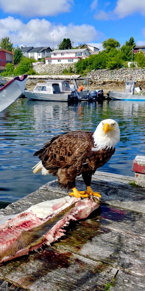 Water, Bird, Water Bird, River